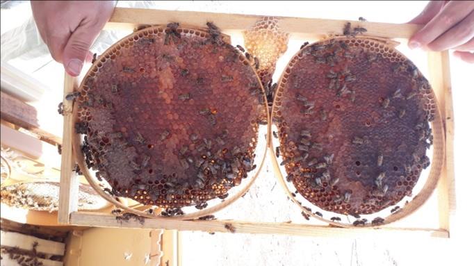 Arıcılık Araştırma, Geliştirme Uygulama Ve Araştırma Merkezi